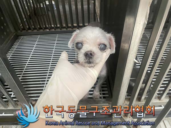 종료(자연사) 믹스…