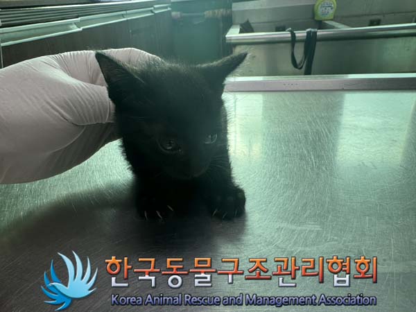 한국동물구조관리협회_411316202400459