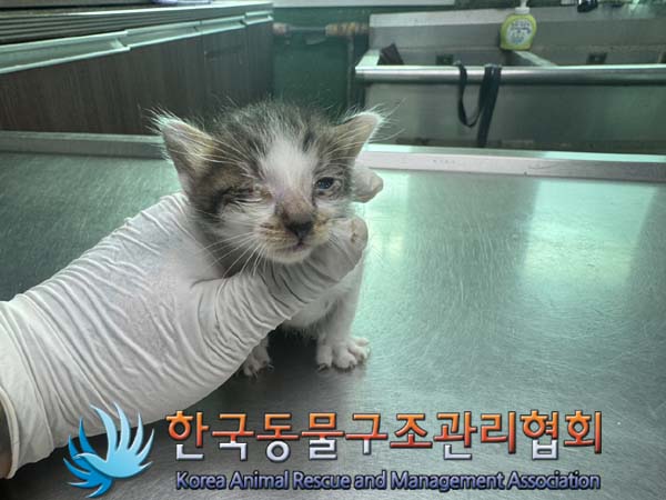 한국동물구조관리협회_441406202401397