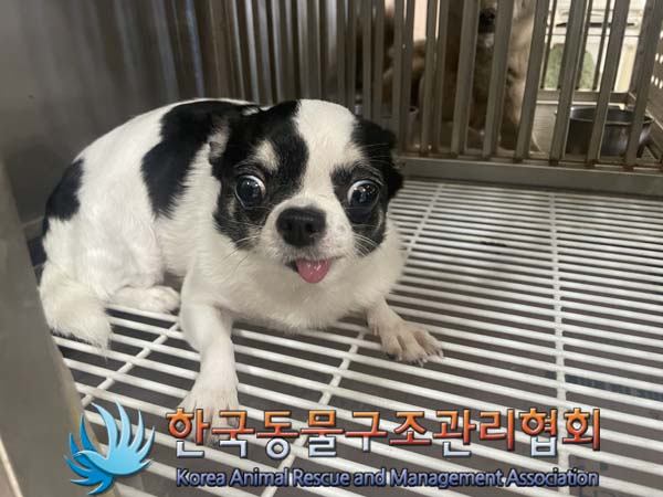 종료(입양) 치와와…