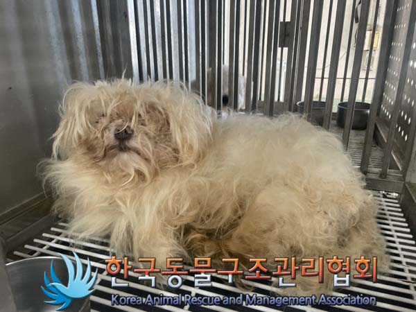 종료(안락사) 말티…