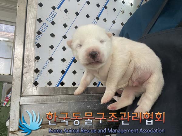 한국동물구조관리협회_441406202401391