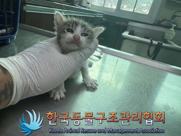 한국동물구조관리협회_441406202401398
