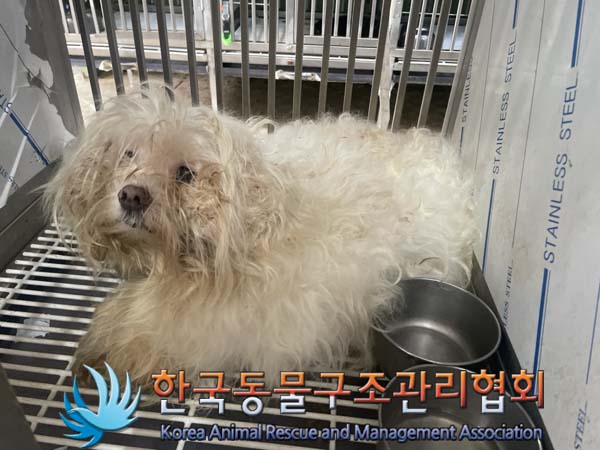 종료(안락사) 말티…