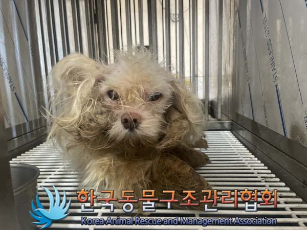종료(안락사) 말티…