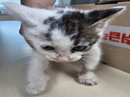횡성유기동물보호센터_442426202400447