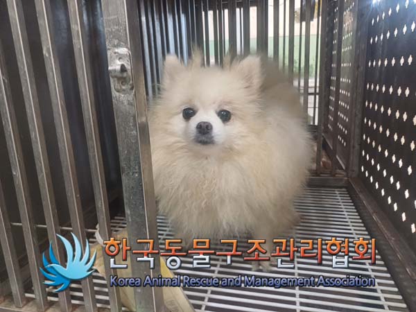 종료(안락사) 포메…