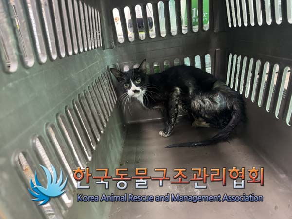 종료(안락사) 한국…