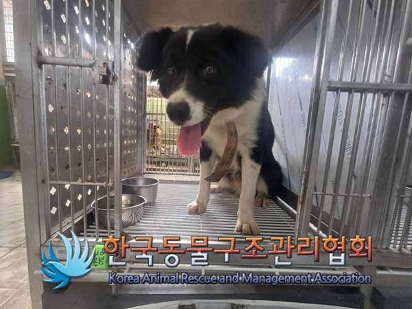 한국동물구조관리협회_441560202401068