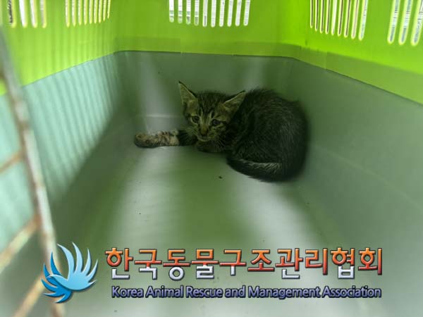 한국동물구조관리협회_411323202400898