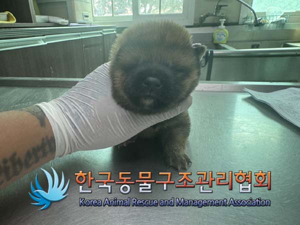 한국동물구조관리협회_441392202400245