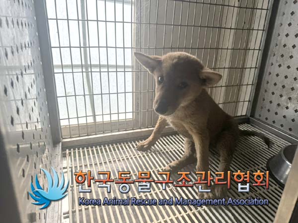 한국동물구조관리협회_441409202401316