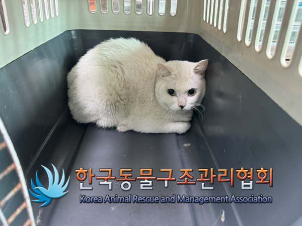 종료(입양) 터키시…