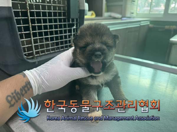 한국동물구조관리협회_441392202400243