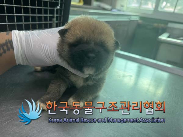 한국동물구조관리협회_441392202400244