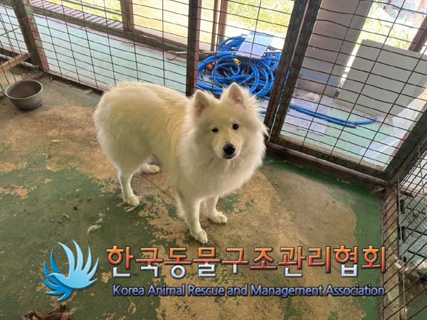 보호중 사모예드의 …