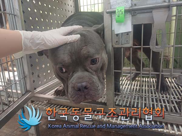 한국동물구조관리협회_441559202400933