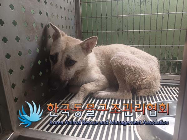 한국동물구조관리협회_441560202401070