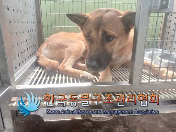 한국동물구조관리협회_441560202401069