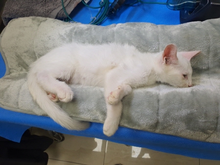 원주시동물보호센터_442419202400680