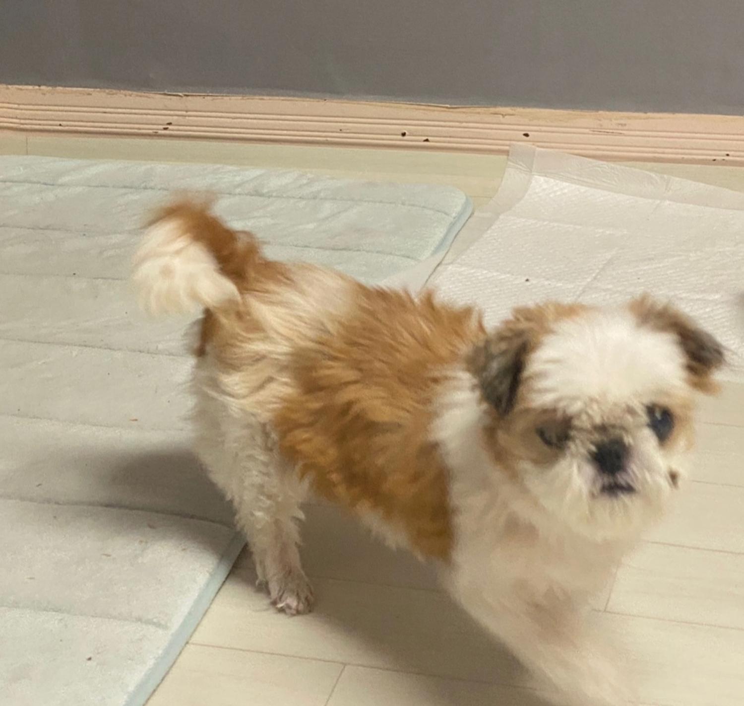 유기동물보호센터_447507202400099