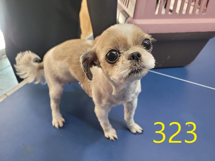 신영재동물병원_428355202400555