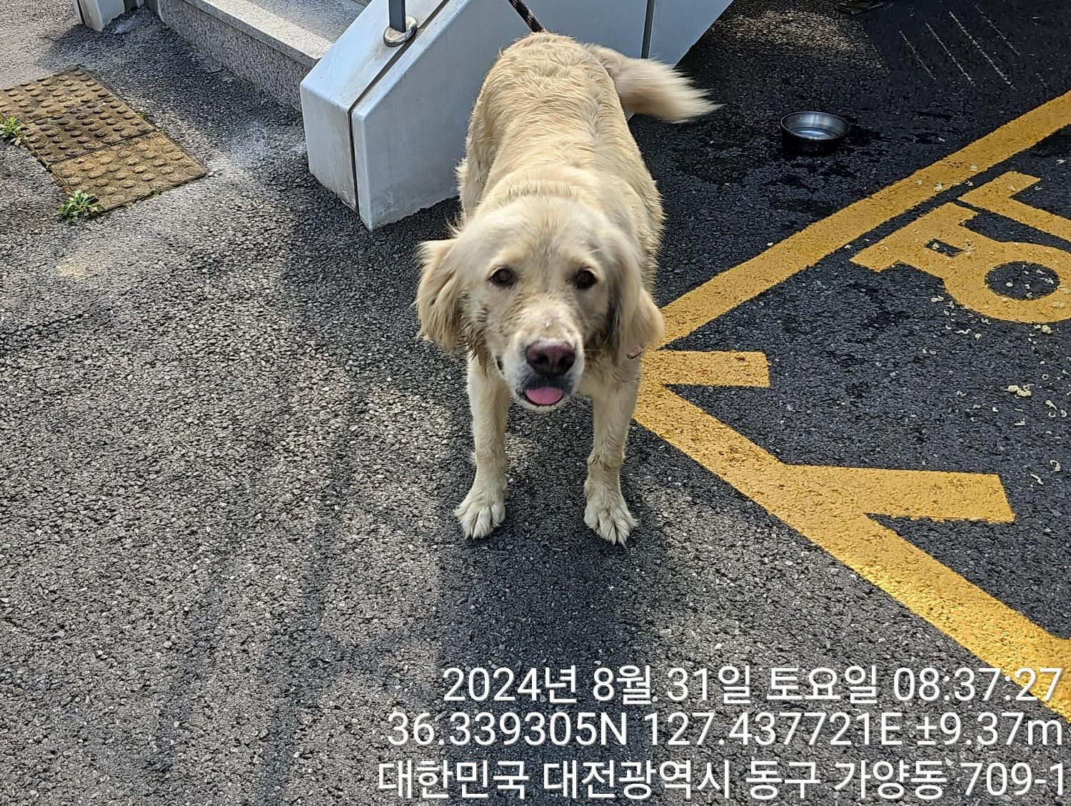 대전동물보호센터_430364202400675