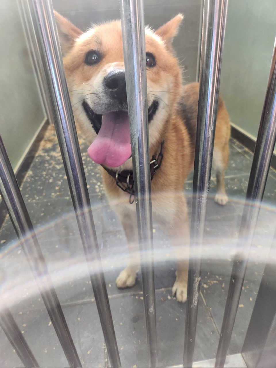 춘천시 동물보호센터_442418202400727