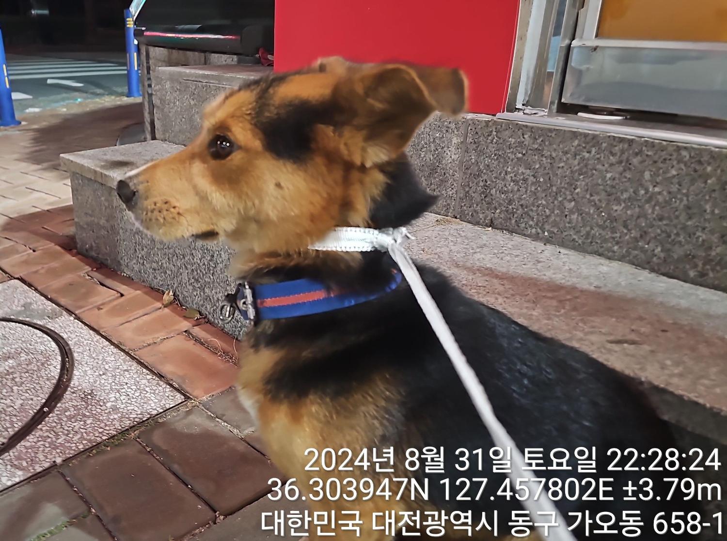 종료(반환) 믹스견…