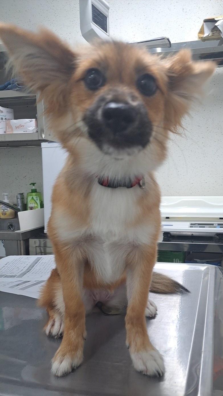수원시 동물보호센터_441374202401012