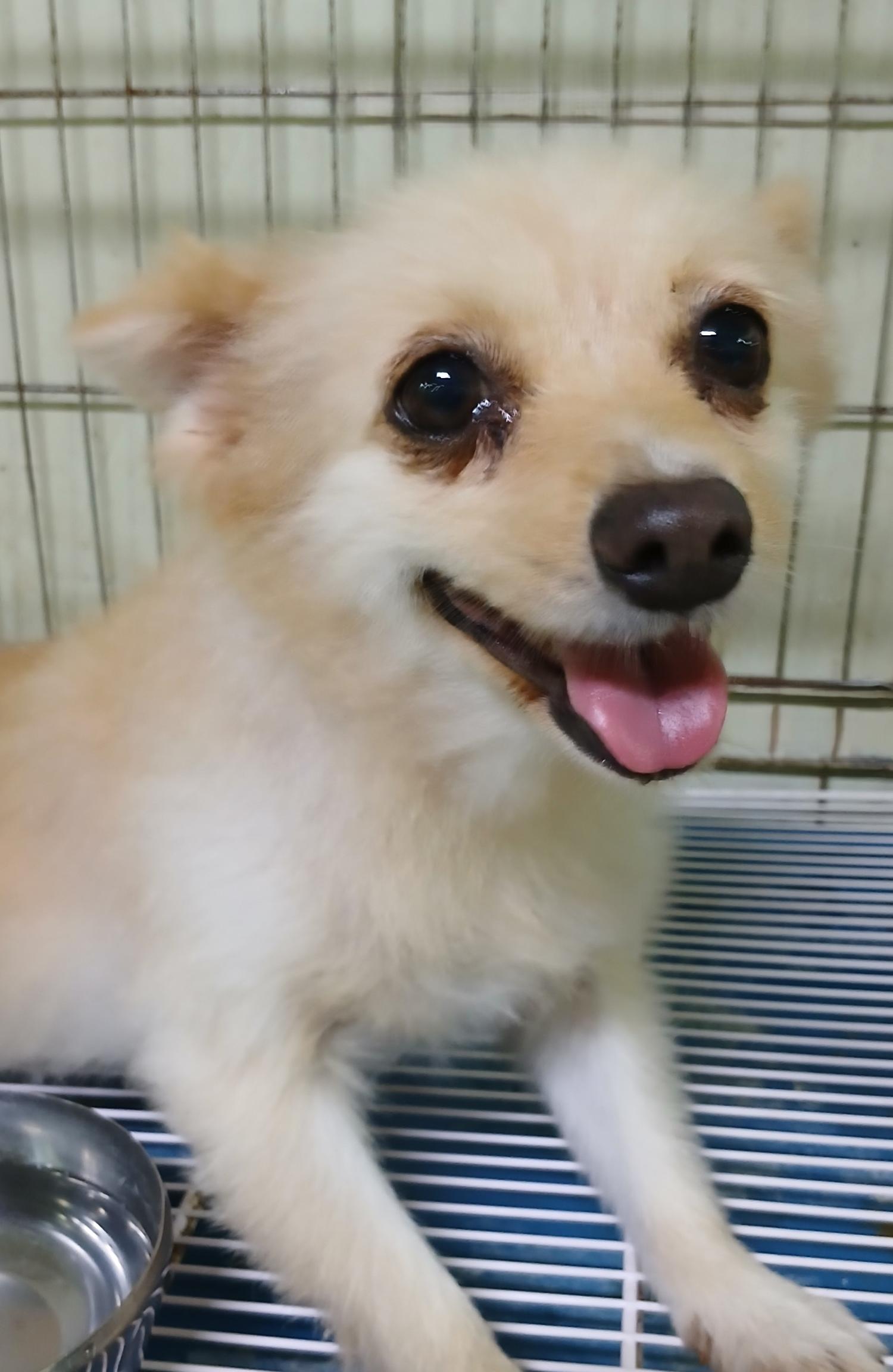 대구유기동물보호센터_427342202400769