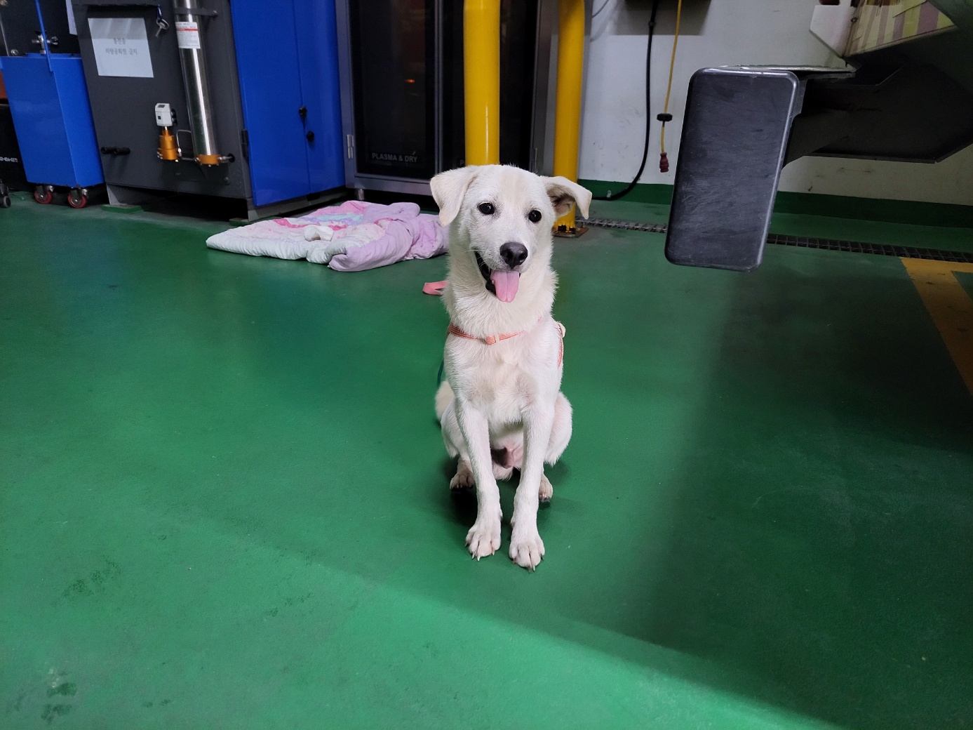 고양시동물보호센터_441394202401712
