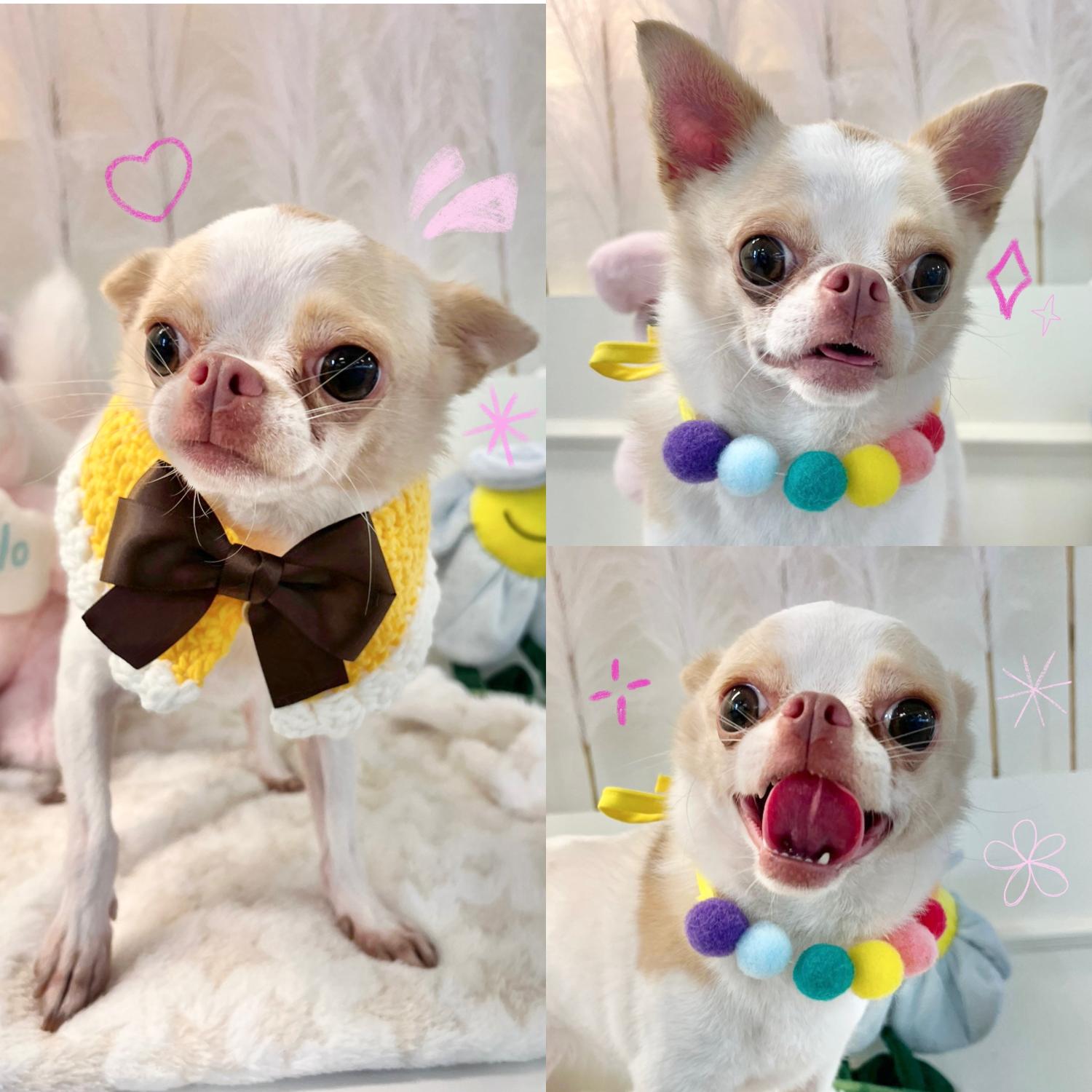 경주동물사랑보호센터_447505202400959