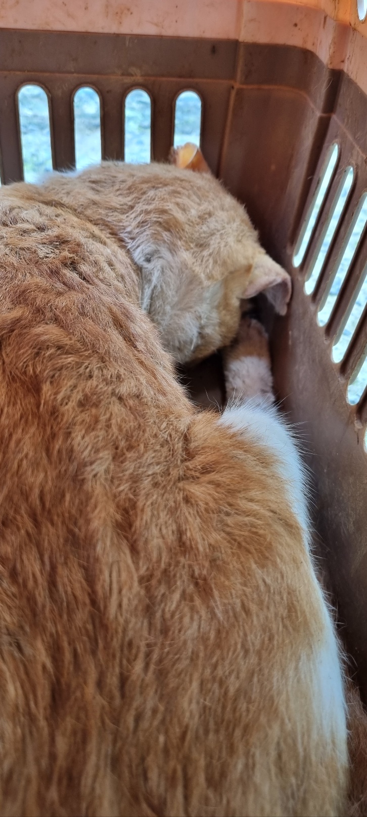울산유기동물보호센터_431373202401187