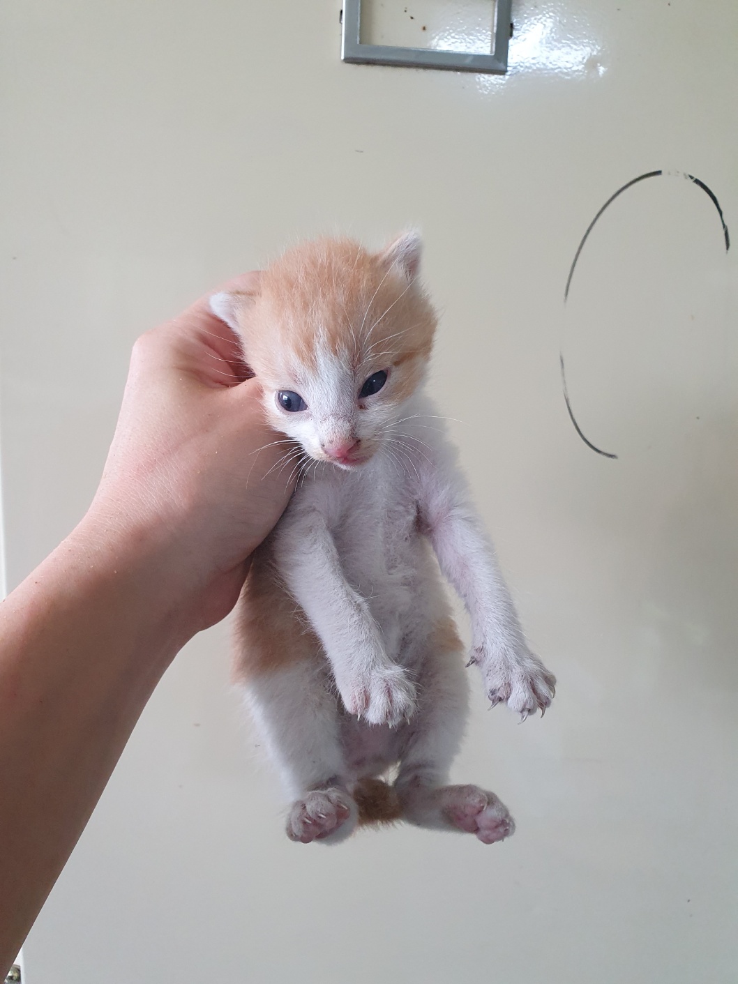 부산동물보호센터_426332202400478