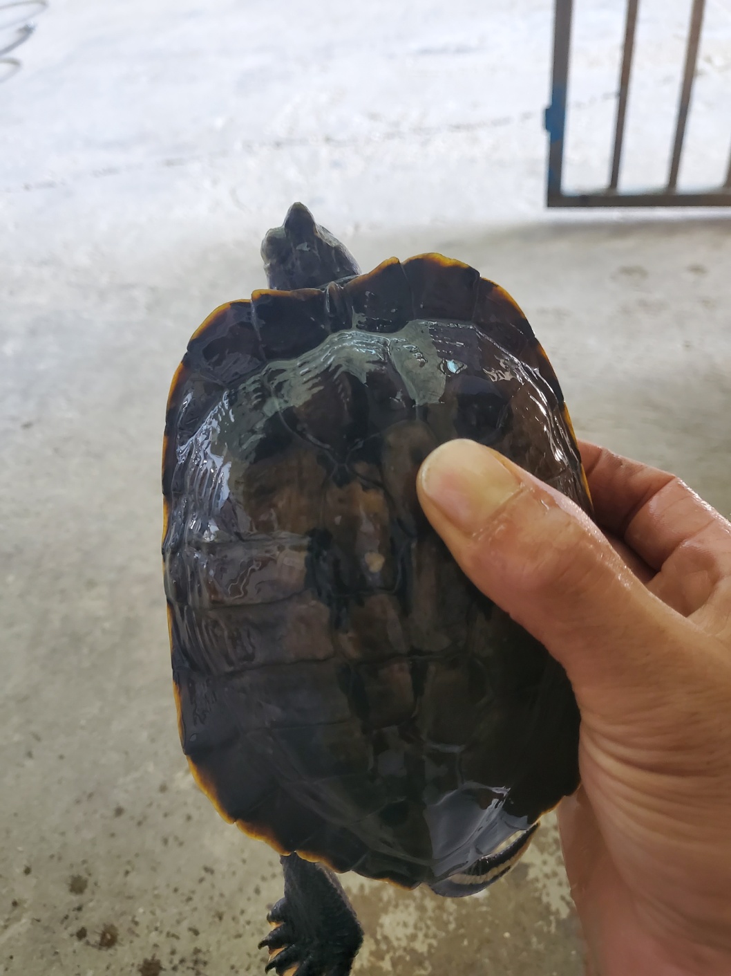 보호중 거북의 가족…