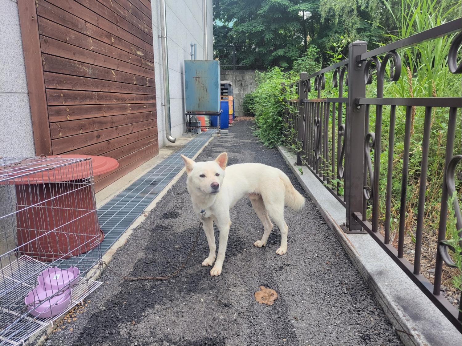 고양시동물보호센터_441394202401713