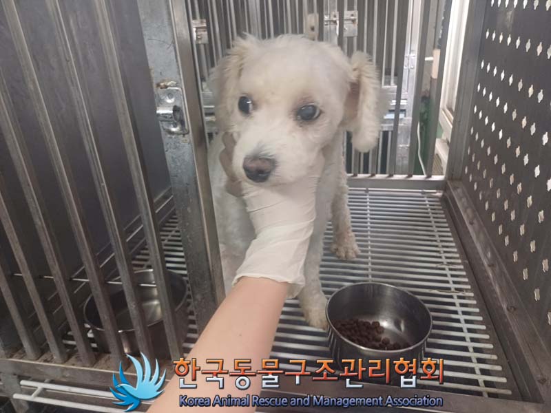 보호중 푸들의 가족…