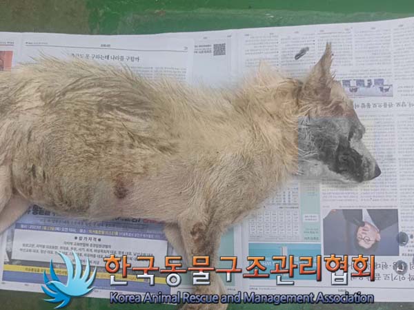 한국동물구조관리협회_441414202400649