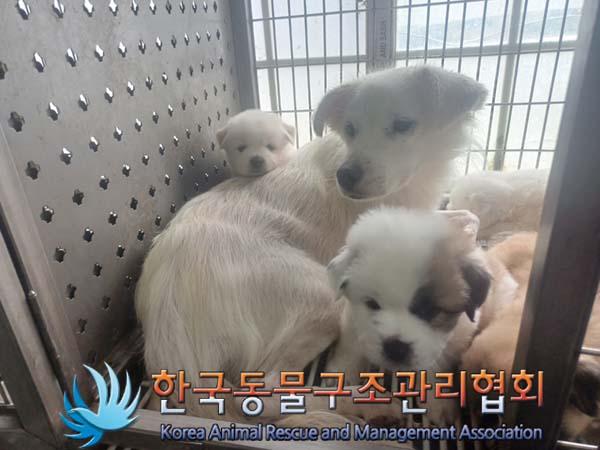 한국동물구조관리협회_441560202401071