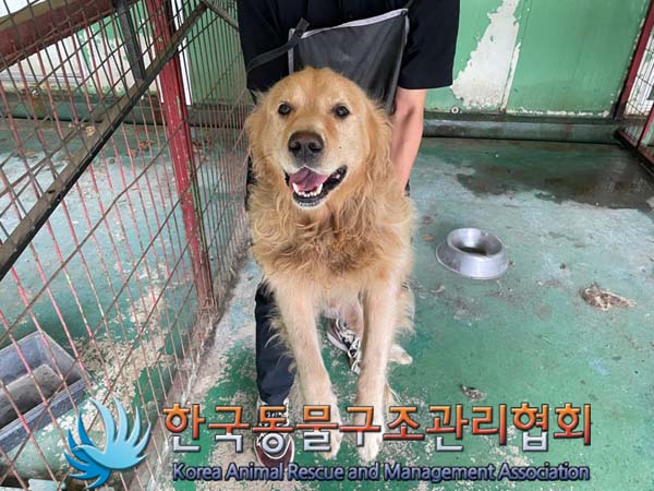 보호중 골든 리트리…