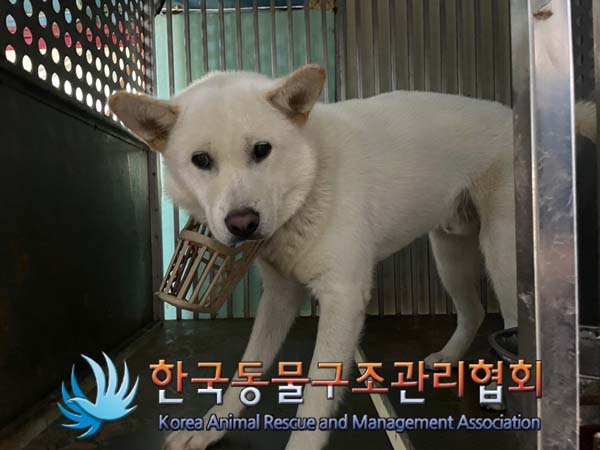한국동물구조관리협회_441560202401077