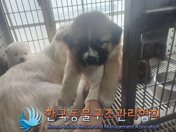 한국동물구조관리협회_441560202401073