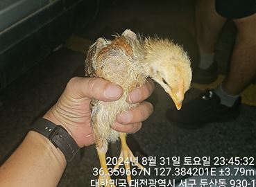 대전동물보호센터_430366202400432