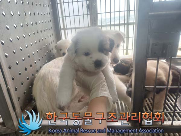 한국동물구조관리협회_441560202401072