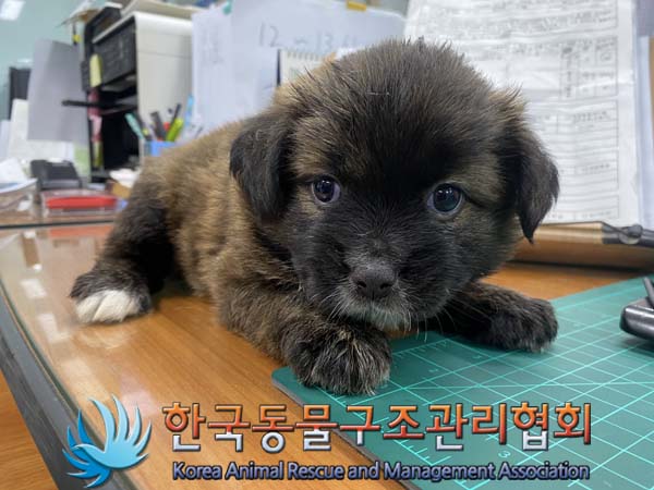 한국동물구조관리협회_441560202401075