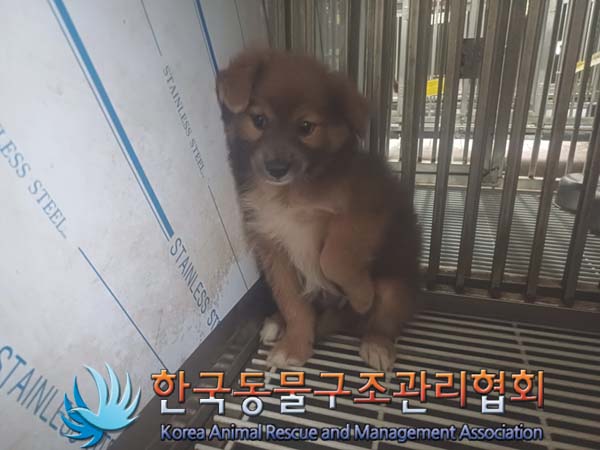 한국동물구조관리협회_441414202400648