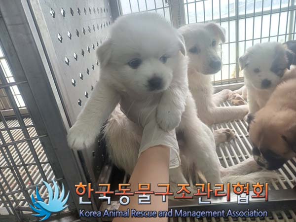 한국동물구조관리협회_441560202401074