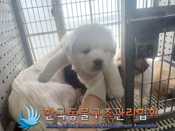 한국동물구조관리협회_441560202401076