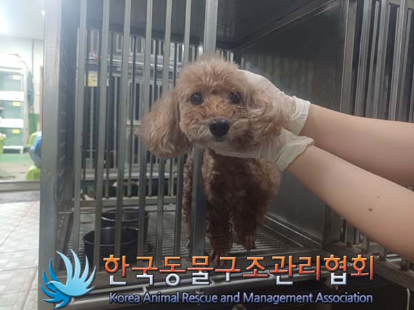 한국동물구조관리협회_411322202400436